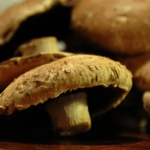 portobello champignon