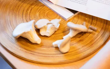 Het gebruik en toepassen van voedingssuppletie